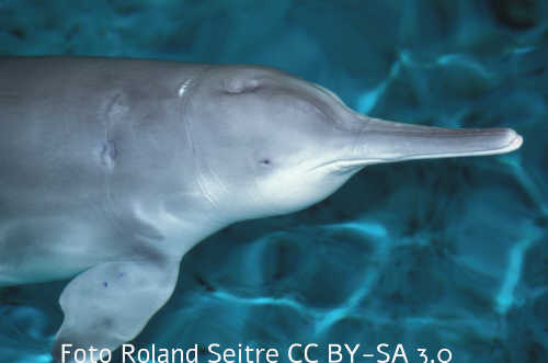 Chinesischer Flussdelfin oder Baiji (Lipotes vexillifer), Bild
