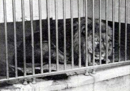 Kap-Lwe (Panthera leo melanochaita), Bild