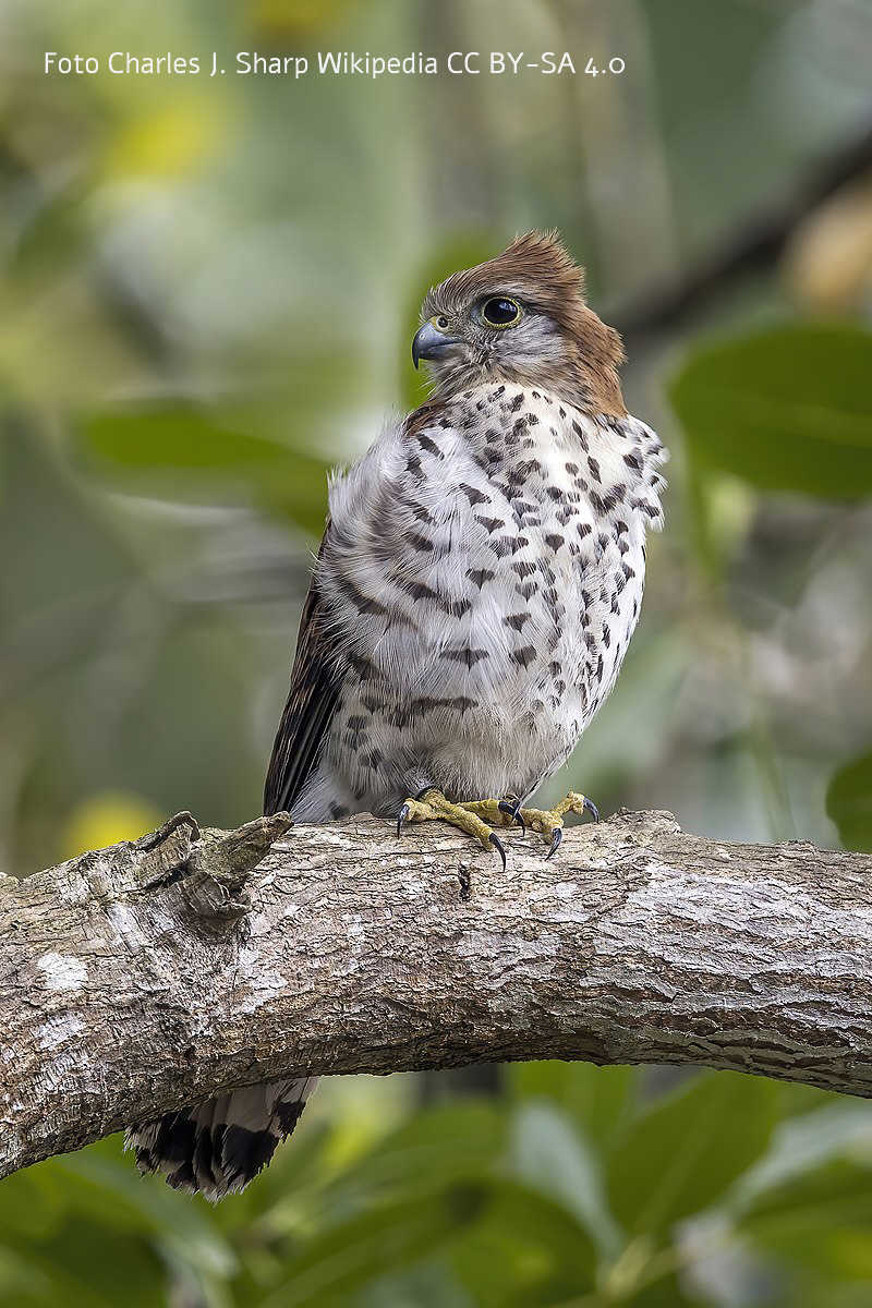 Mauritiusfalke (Falco punctatus), Bild