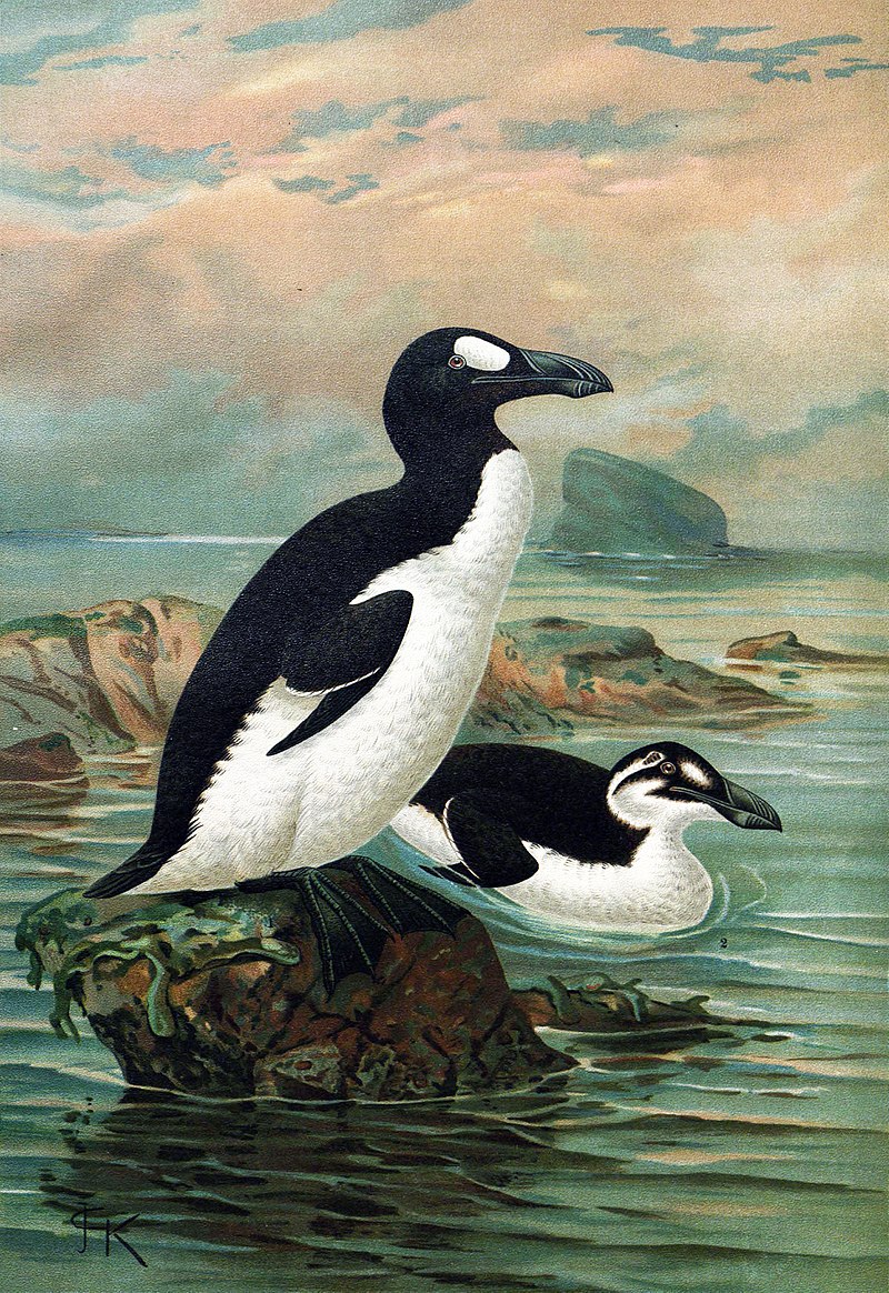 Riesenalk (Pinguinus impennis), Bild