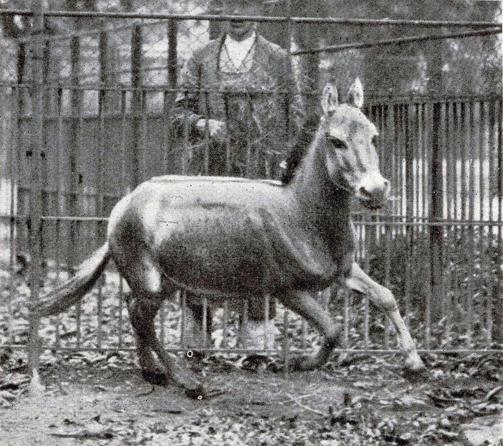 Syrischer Wildesel (Equus hemionus hemippus), Bild