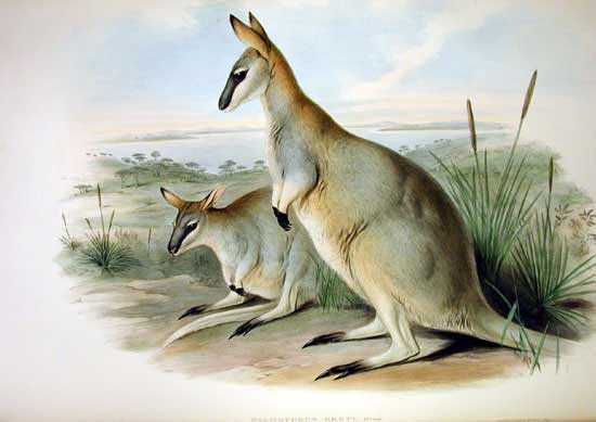 Toolache-Wallaby (Macropus greyi), Bild